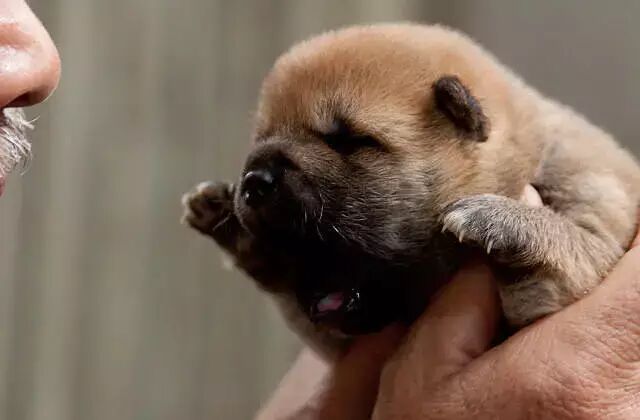 向日葵与幼犬的7天 电影上帝 吴忠新闻