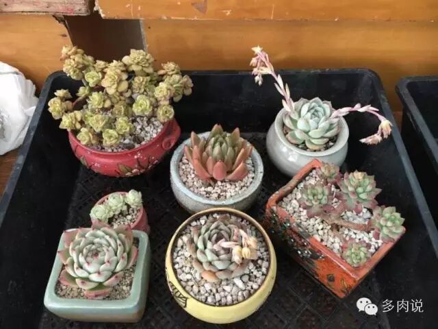多肉植物种植管理月历11月 多肉说 微信公众号文章阅读 Wemp
