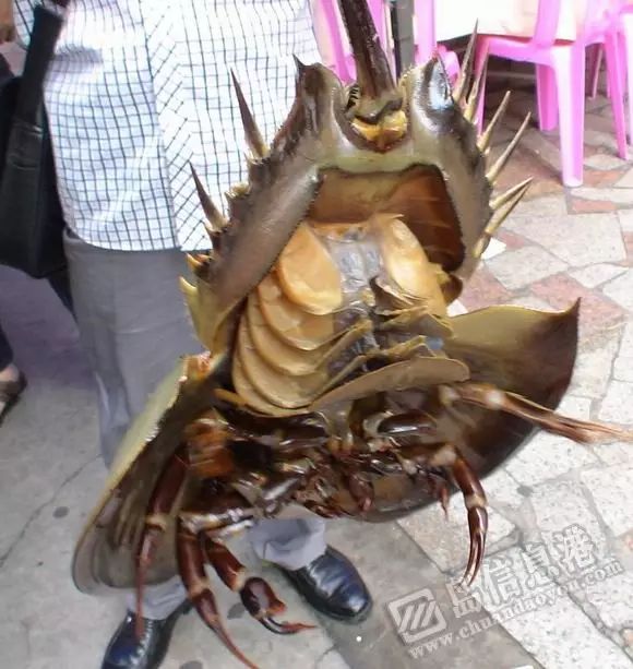 在宰杀海鲎时要很细心,先在腹部剖开,倾出米珠,然后刮壳取肉,连鲎也要