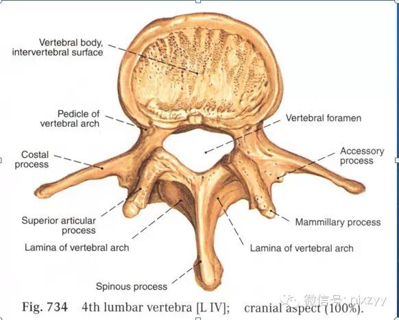 腰椎的形態結構(前面觀)