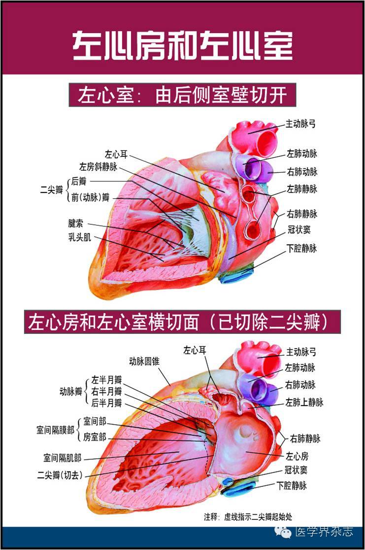 美图:非常唯美的心脏解剖图片