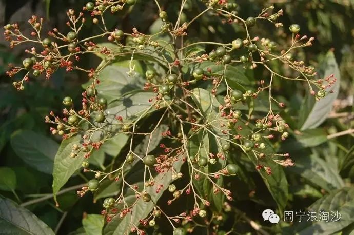 周宁青草药大青清热解毒凉血止血良药