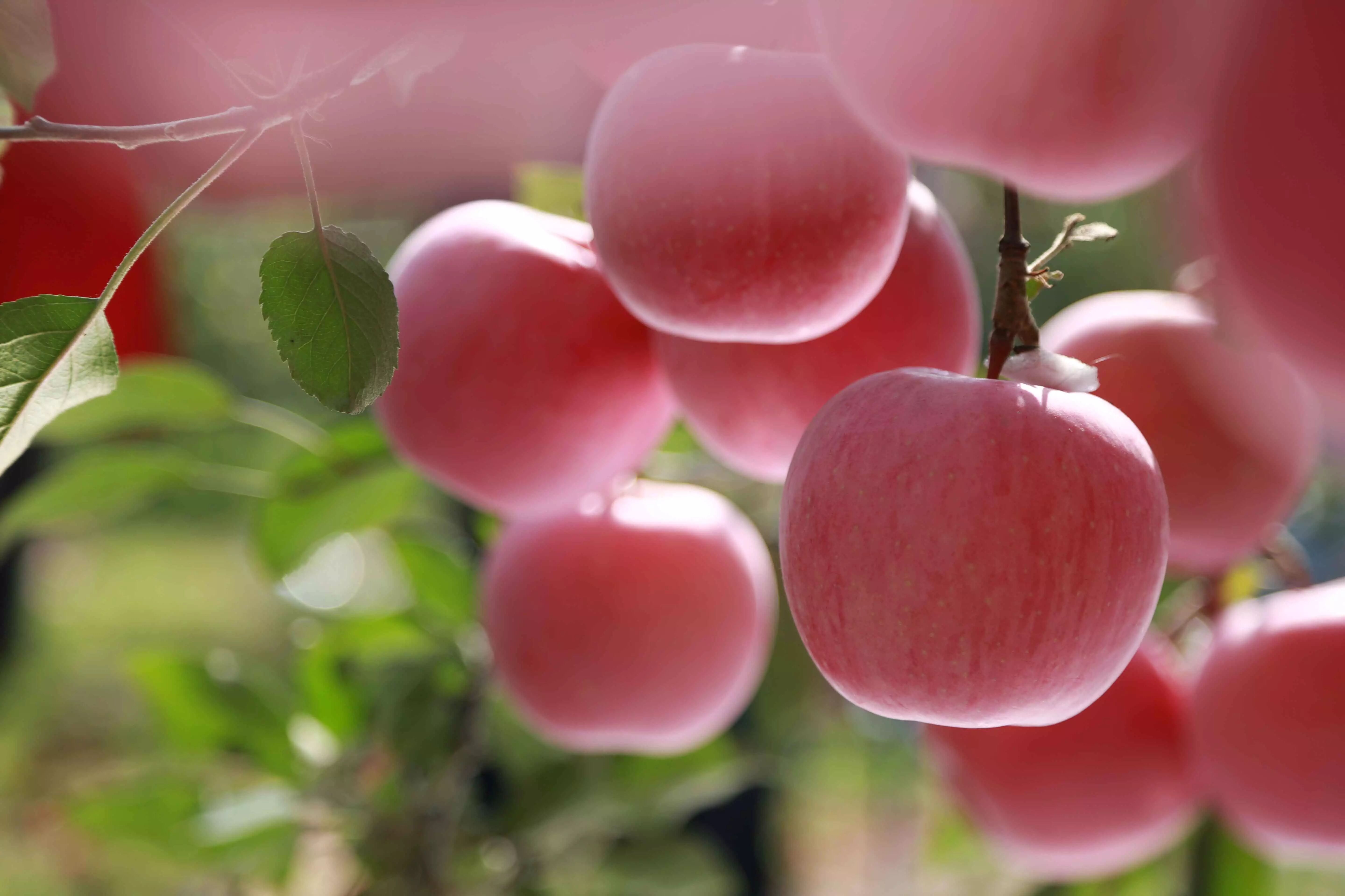 送她一棵苹果树吧,让她回到老辈儿,品尝老辈儿的味道