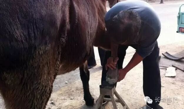长垣逐渐消失的老行当钉马掌匠