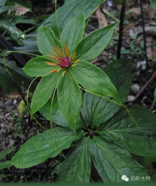 广西板蓝根冲剂联盟,三叶青与普通清热解毒药的区别
