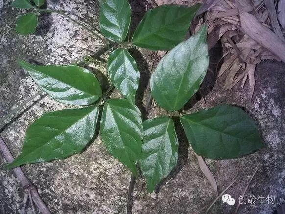 三叶青1,一般的清热解毒药如七叶一枝花,半枝莲,白花蛇舌草,是以毒攻