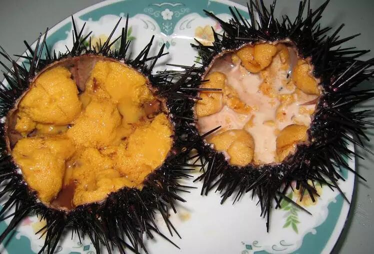 星期五来科普#时令寿司食材系列之五:海胆