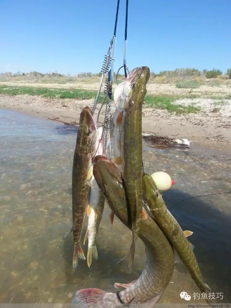 【原创】 乌伦古湖打狗鱼(2)