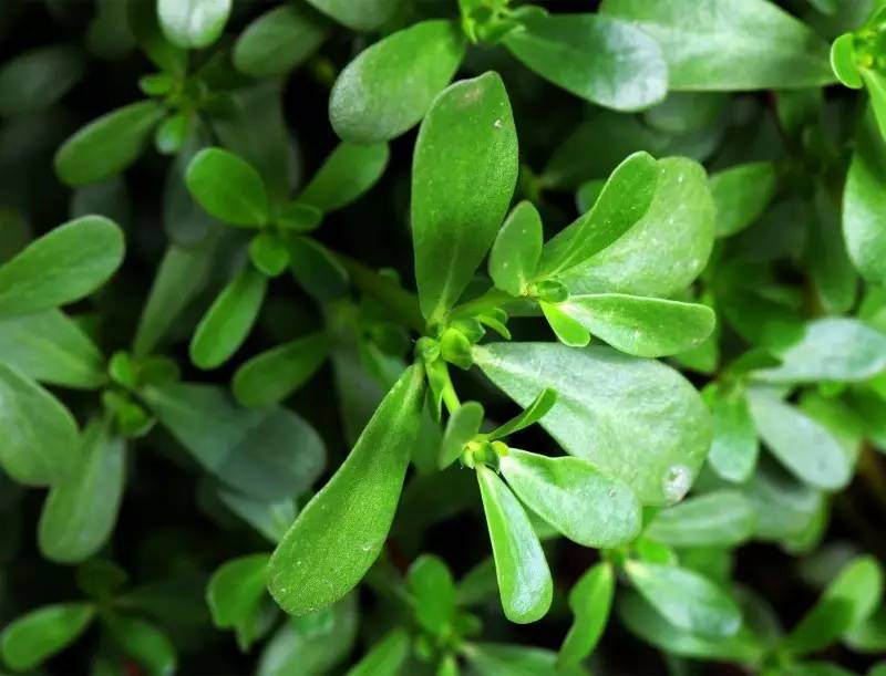 它竟是传说中的长寿菜   说马齿苋你可能不知道,说五行草,蚂蚱菜你