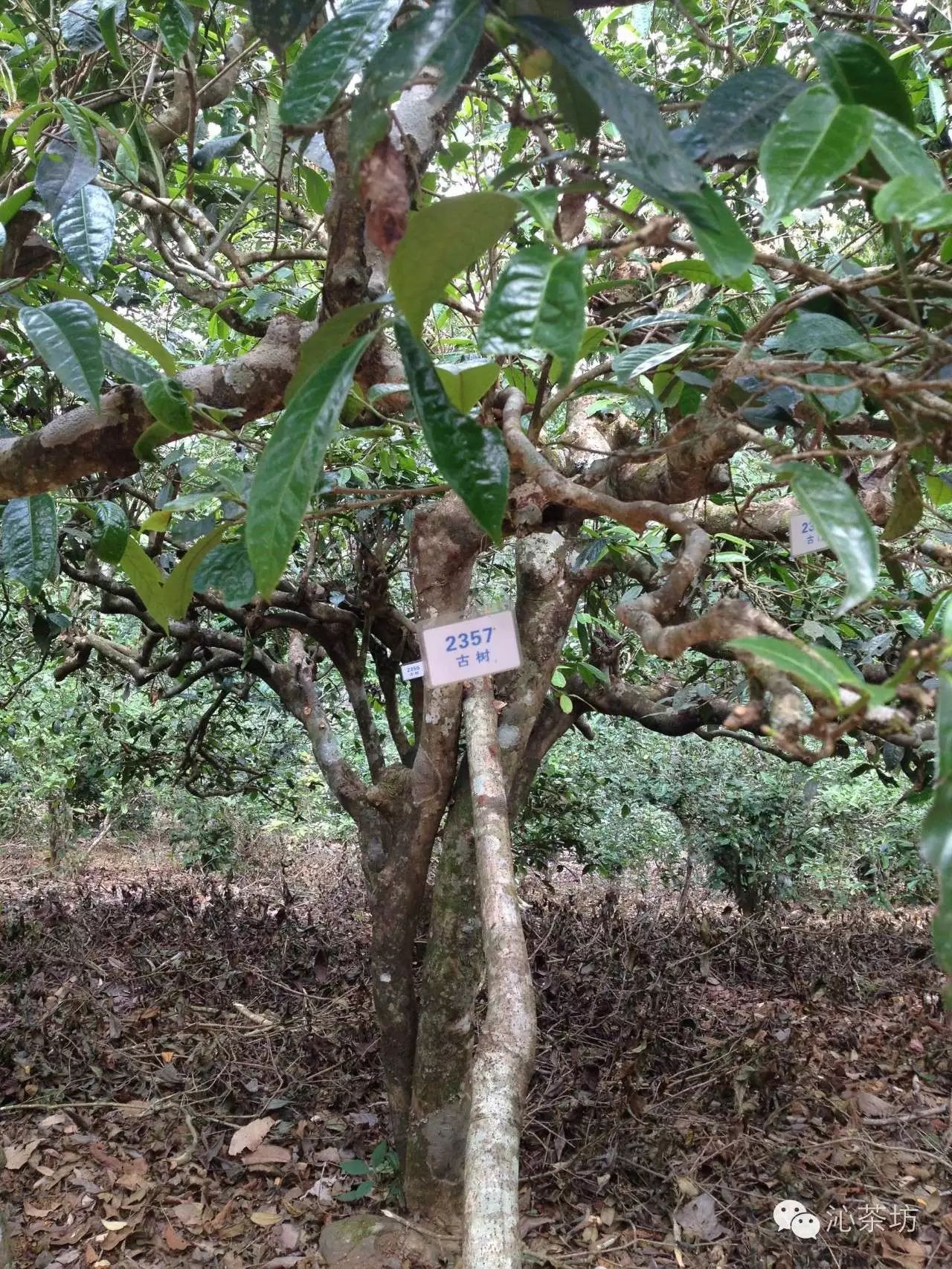 巴达山:茶树活化石