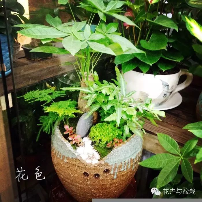 發財樹怎麼養不生病,幾天澆一次水?【上海綠植價格聯盟】