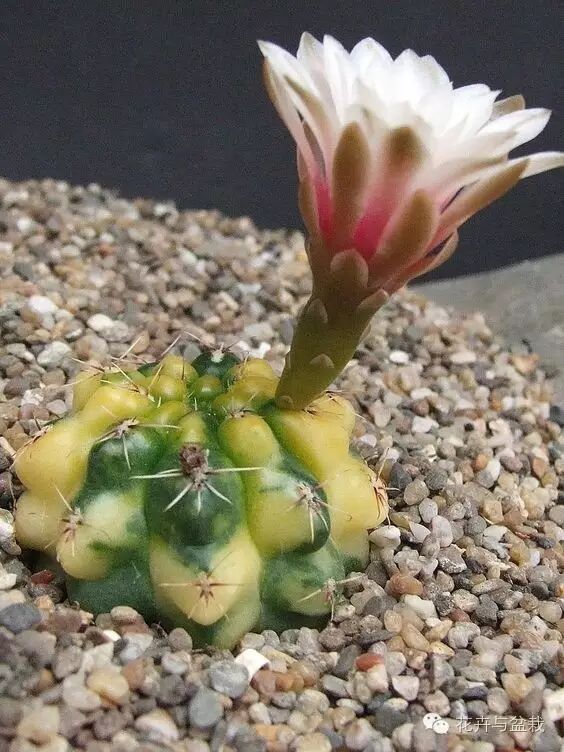 相关品种 下面是很罕见的绯花玉锦,带锦的品种感觉有点怪异,我还是