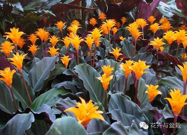 室内的大叶子耐阴观叶竹芋美丽大方