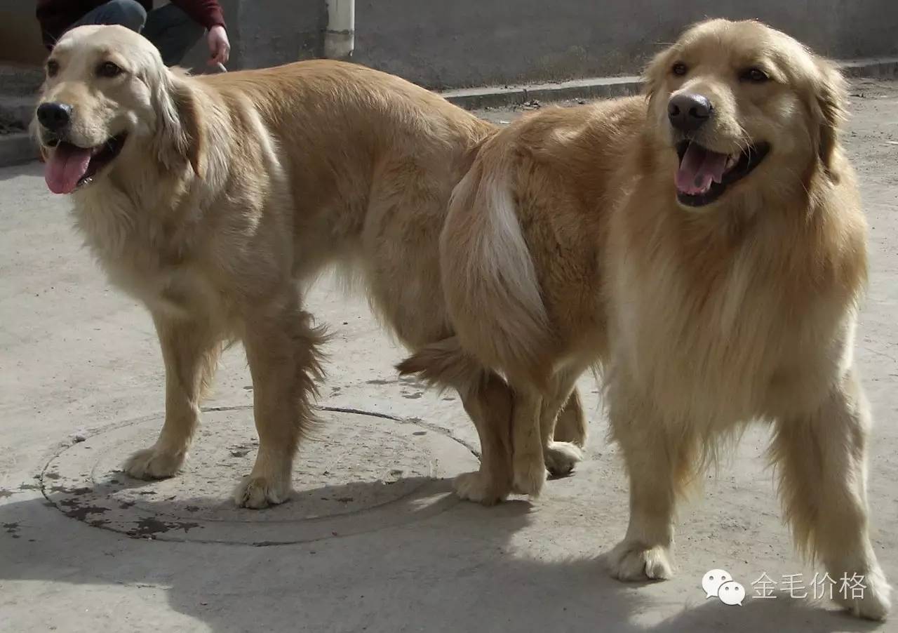 马犬价格金毛犬大型杜高犬价格肉狗苗一条多少钱