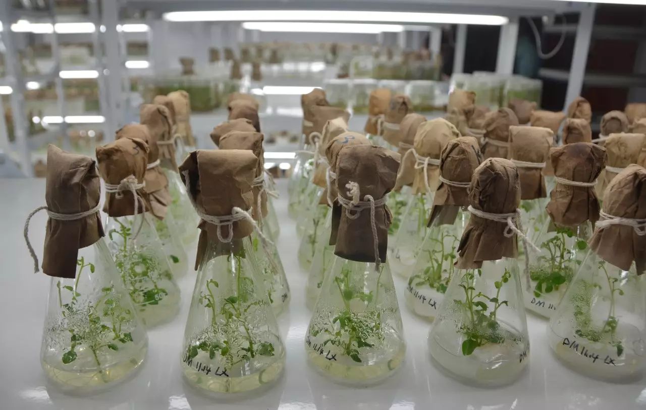 【甘农人真会玩】探秘甘农马铃薯遗传育种实验室,薯片,薯条制作全过程