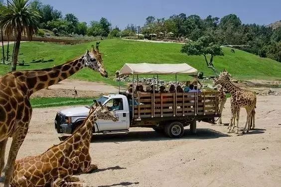 全美最大的野生動物園,可以乘坐熱氣球看動物.