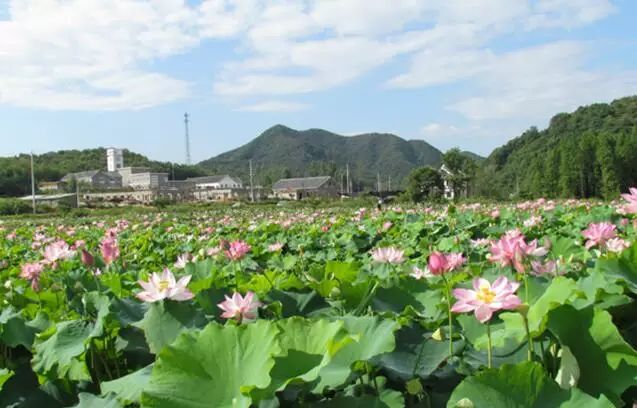 資訊 園藝景觀 03 正文 郝堂村 古村介紹:信陽市平橋區的郝堂村