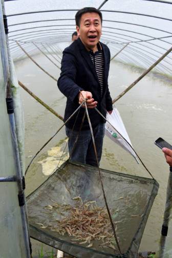 十个养虾九个亏 养虾一亩一年一般赚多少
