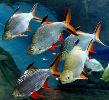 【我有一对残忍的爹妈】泰国鲫的养殖技巧详解,北海水产研究联盟