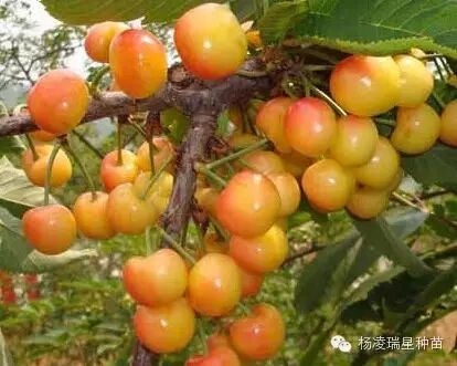 是由加拿大夏陆研究站将先锋与斯坦勒杂交培植的独有品种, 拉宾斯樱桃