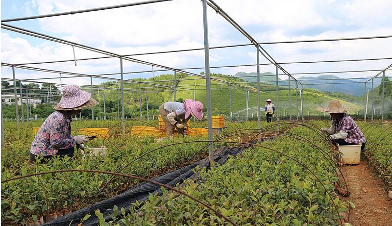 廣西岑溪市通過油茶早實豐產示範帶動群眾種植油茶