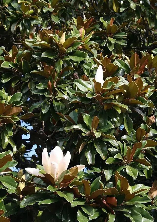 广玉兰开在高处的荷