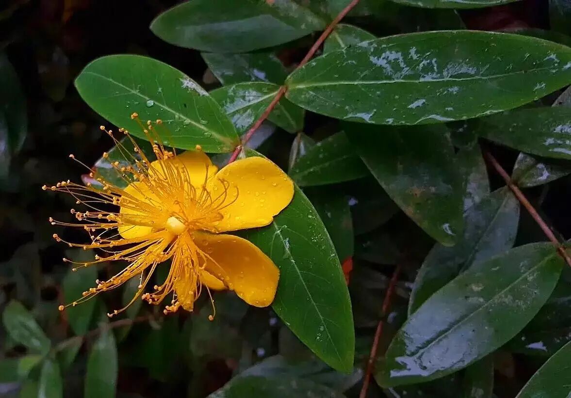 开花的中草药金丝桃鬼针草金丝梅