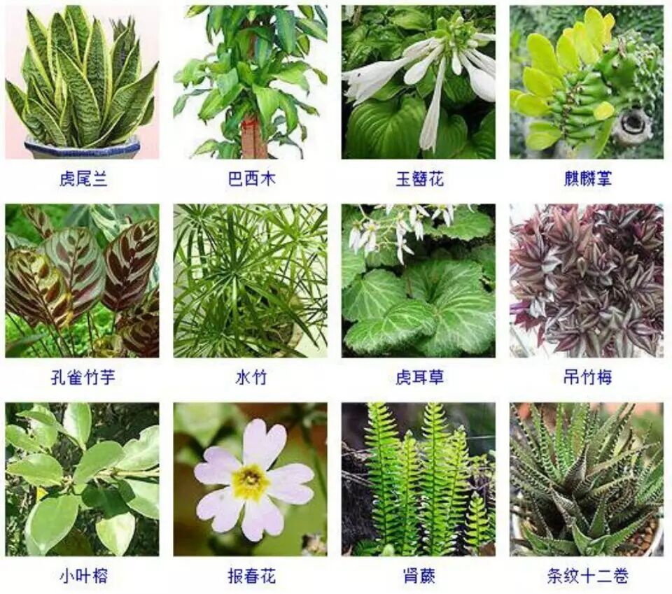 常见的68种可以水培的植物