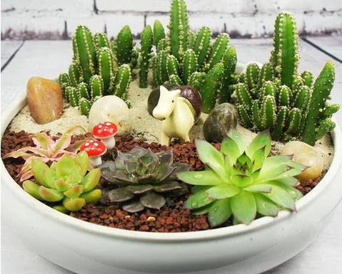自制多肉植物组合盆栽，绝对有你想不到的美！