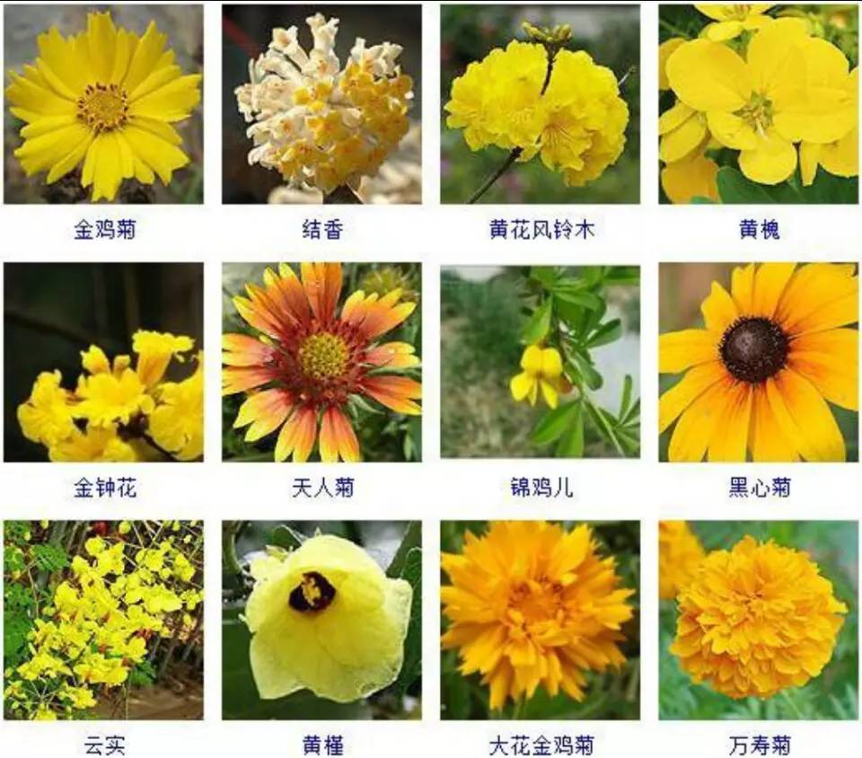 黄花植物图片名称大全图片