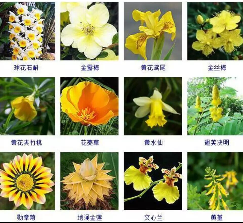60种开黄颜色的花