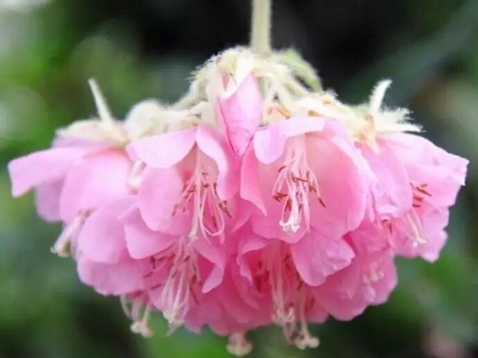 美花推荐非洲芙蓉吊芙蓉百铃花