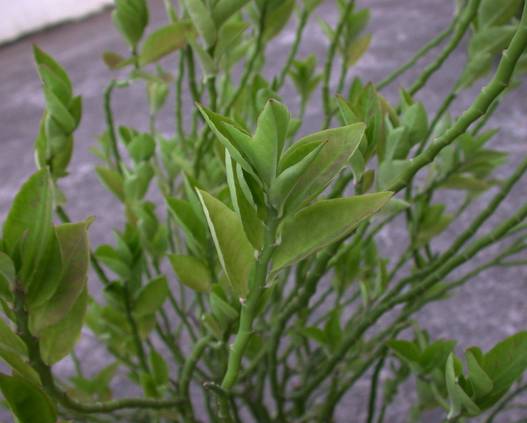 泽漆猫眼草麒麟冠巴豆毛果巴豆石山巴豆蜂腰榕细叶变叶木变叶木石粟