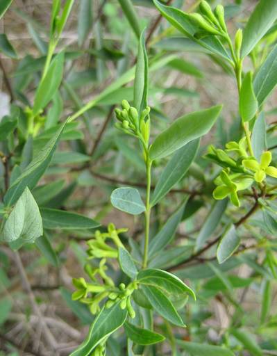 土沈香细轴芫花苏木广金钱草红芽大戟猪殃殃黄毛豆付柴假连翘射干鸢尾