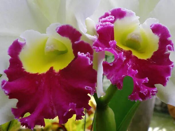 卡特兰的花语是敬爱,倾慕,象征魔力,魅惑.