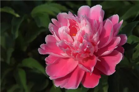 芍药的常见品种