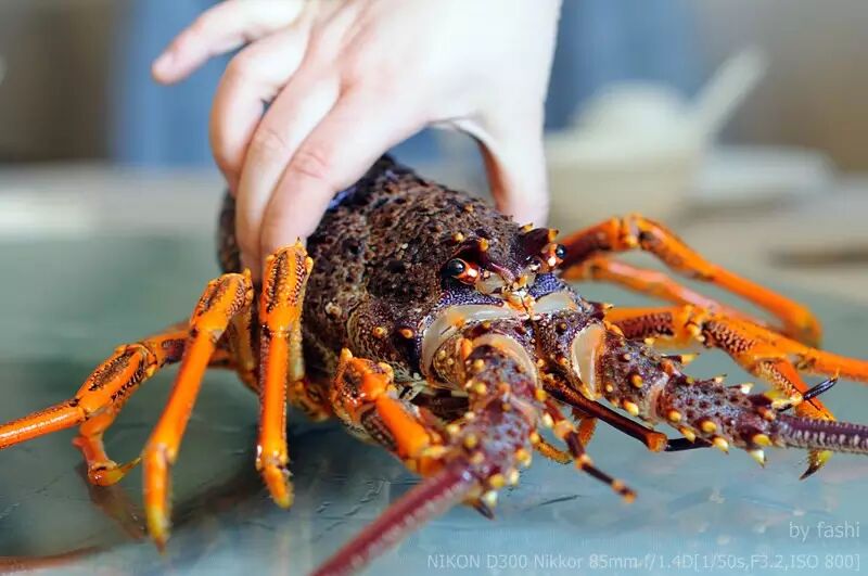 他在澳洲吃到了正宗的澳洲大龙虾,惊为天人,于是就想带回去给家乡的父