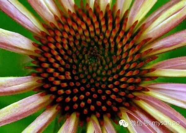 数学之美花朵中的斐波那契数列