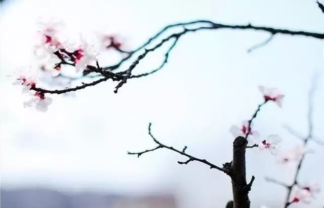 被误读了千年的 红杏出墙 智慧小灵通便民信息服务中心 微信公众号文章阅读 Wemp