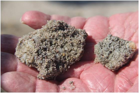 鲎研究与保护的3年间,我和我们的朋友们都未能在野外见过鲎卵的样子