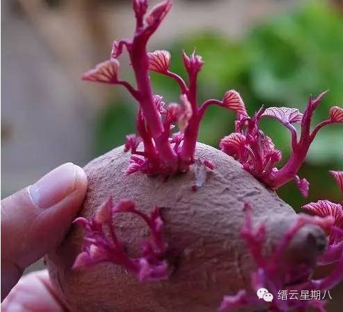 根 播种 ▼ 埋进土里 慢慢发芽 适当灌溉 就会长出小植物啦 --地瓜