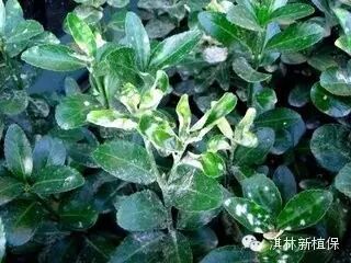 浅谈大叶黄杨秋季病虫害的防治方法