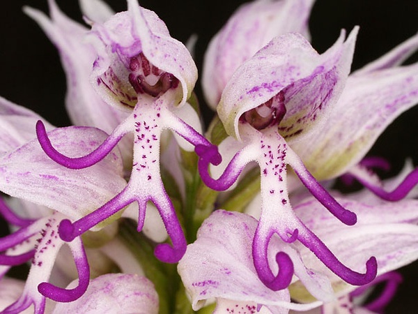 polyphemus)裸男蘭花 (orchis italica)像骷髏的金魚草種子莢