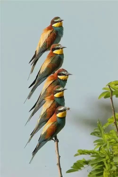 http://mmbiz.qpic.cn/mmbiz/cfxQzmUp8b3nMYD1Sfmp4lMeJSBib1YLSW7BEiaL7x2yo3gPMCa0McfD26wt3JNmONEMqEfWsfIPlxuatVQyIoTA/640?wx_fmt=jpeg&wxfrom=5&wx_lazy=1