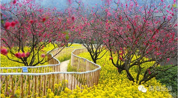 南海春节五大赏花圣地快来赏花沾贵气 文章
