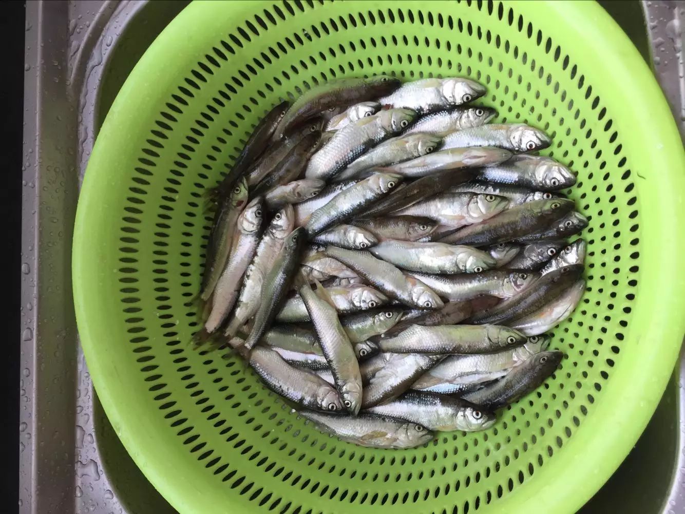 官莊鎮金城村 野生大嘴河魚