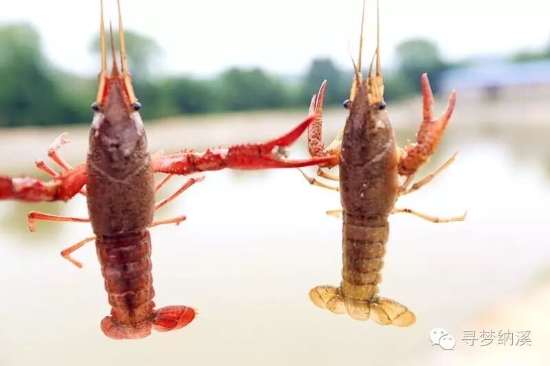 一根竹竿,一根棉线,还有一截鸡肠,然后就是等着虾虾上钩吧.