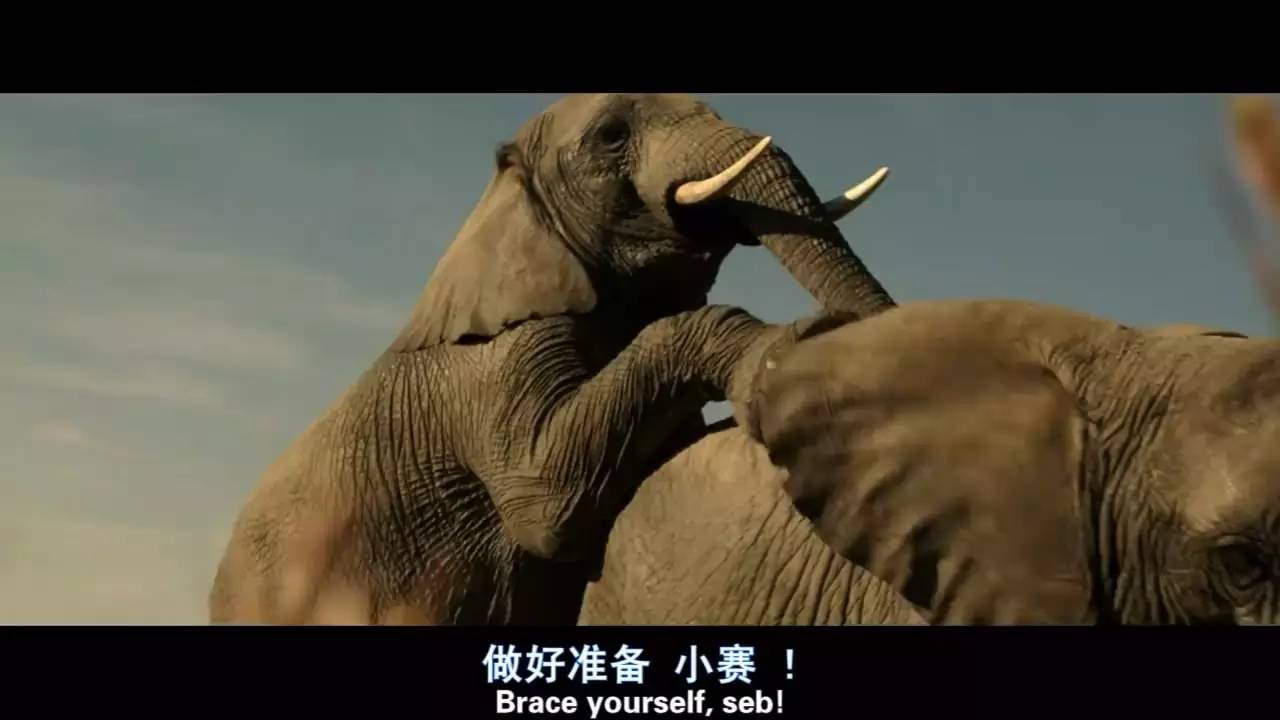 而电影中他俩直接躲进大象的肚子中 成功逃过了追杀,但周边依然不