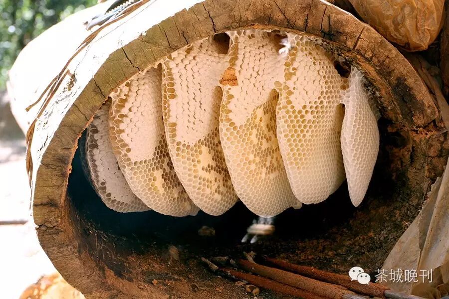 普洱蜂蜜销售火热,目前市面上的蜂蜜品种多,货源足,岩蜂,中华蜜蜂