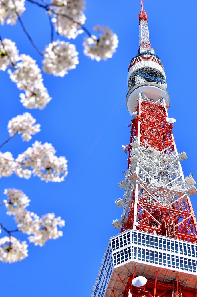 当东京塔遇上樱花~最高! - 文章